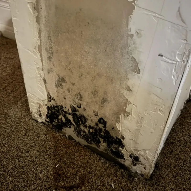 Professional Mold Removal in San Saba, TX